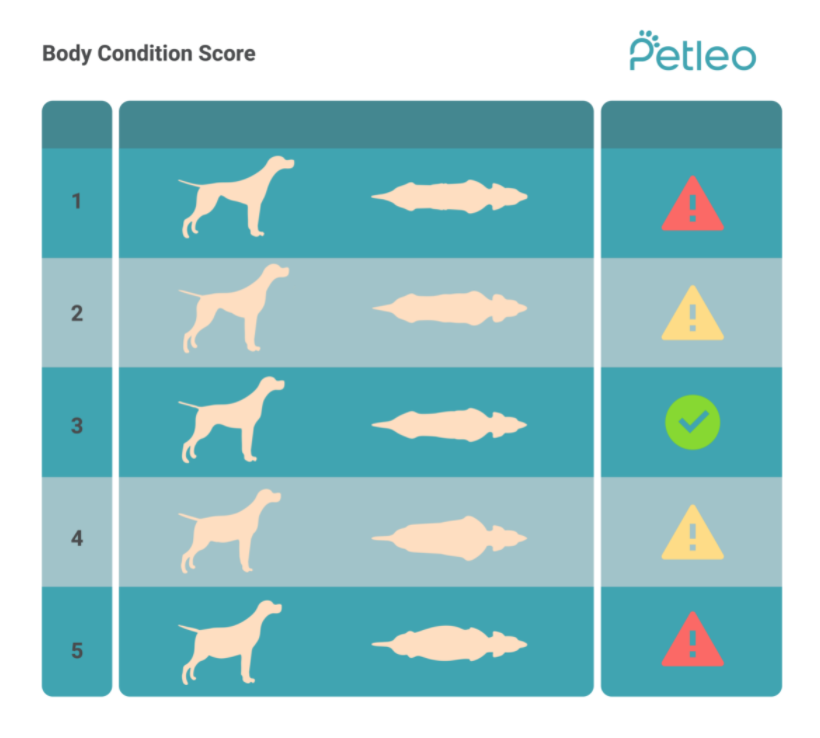 dog body condition score