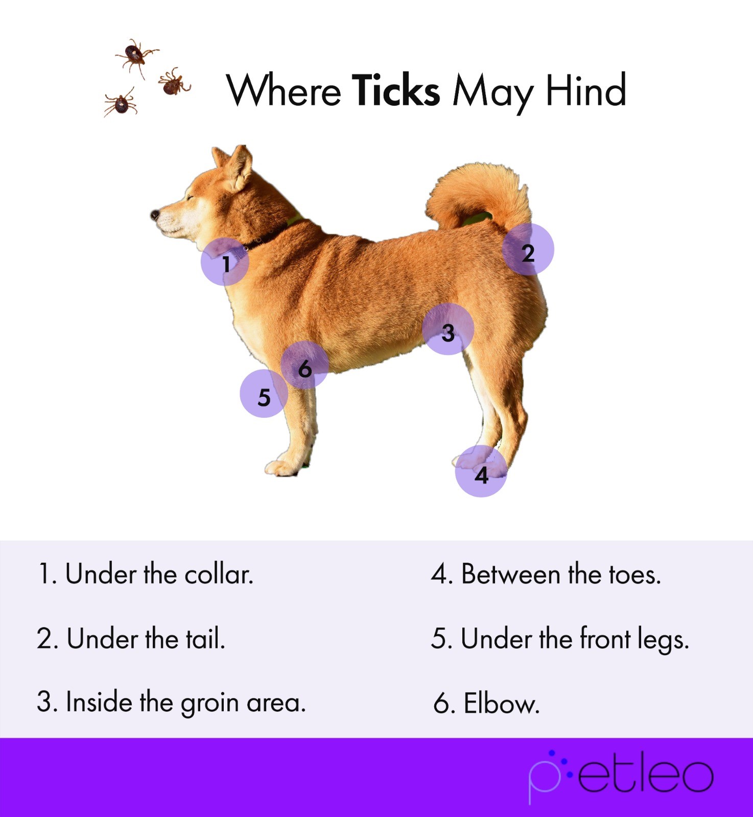 Common tick spots