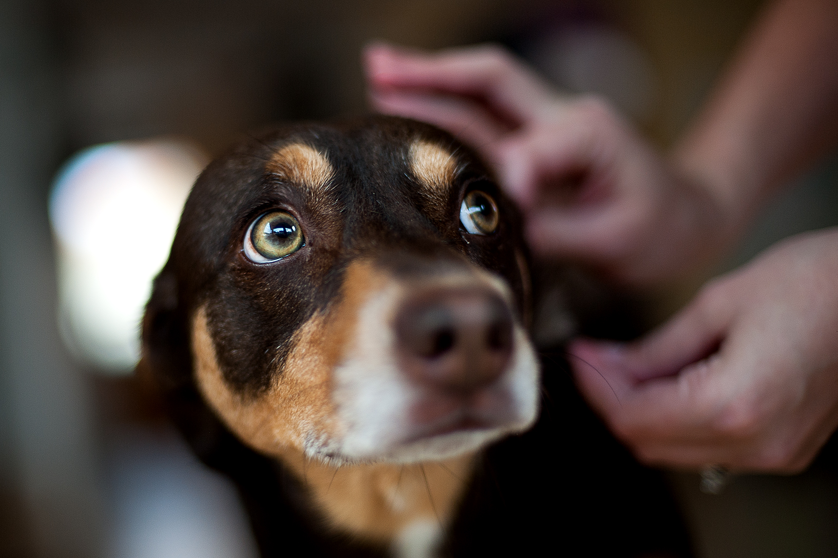 Die Staupe die hoch ansteckende Infektionskrankheit bei Hunden PetLEO
