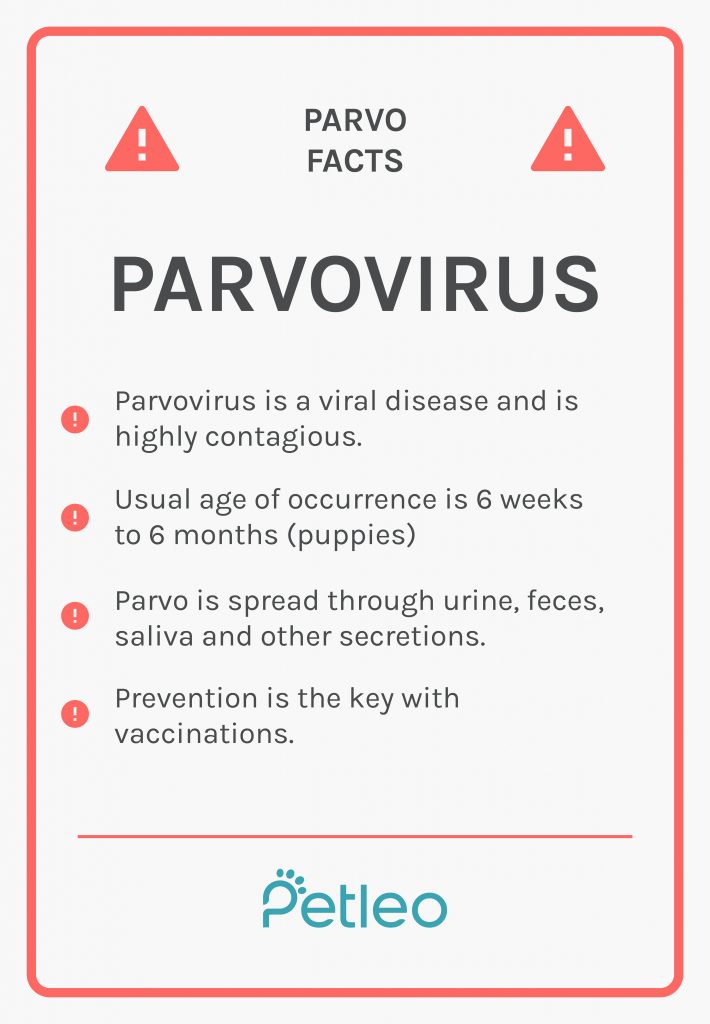 Parvovirus Facts dogs