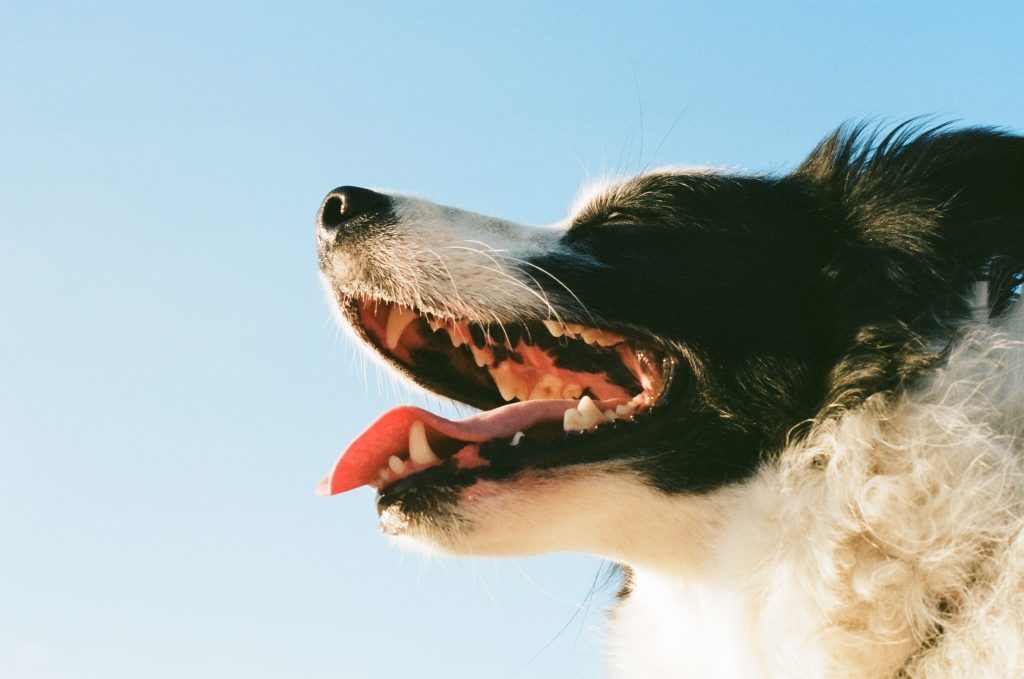 periodontal disease dog, dental care dog