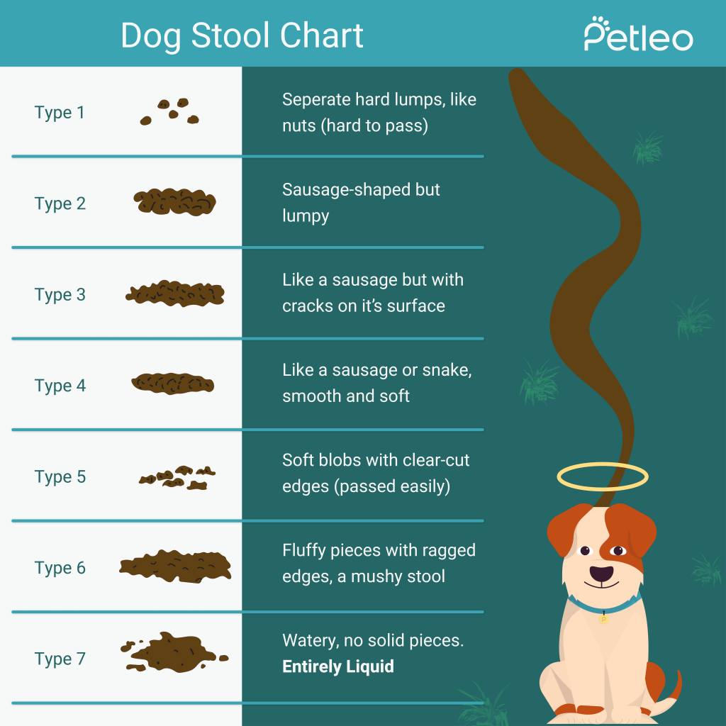 what does normal dog poop look like
