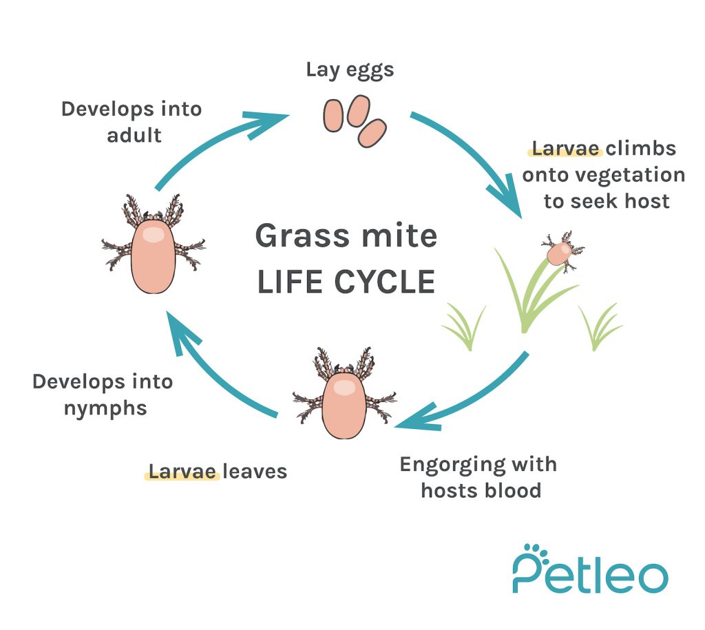 Grass mites infestation in dogs: what are they and what to do? - PetLEO