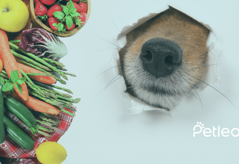 dog eats vegetable fruit