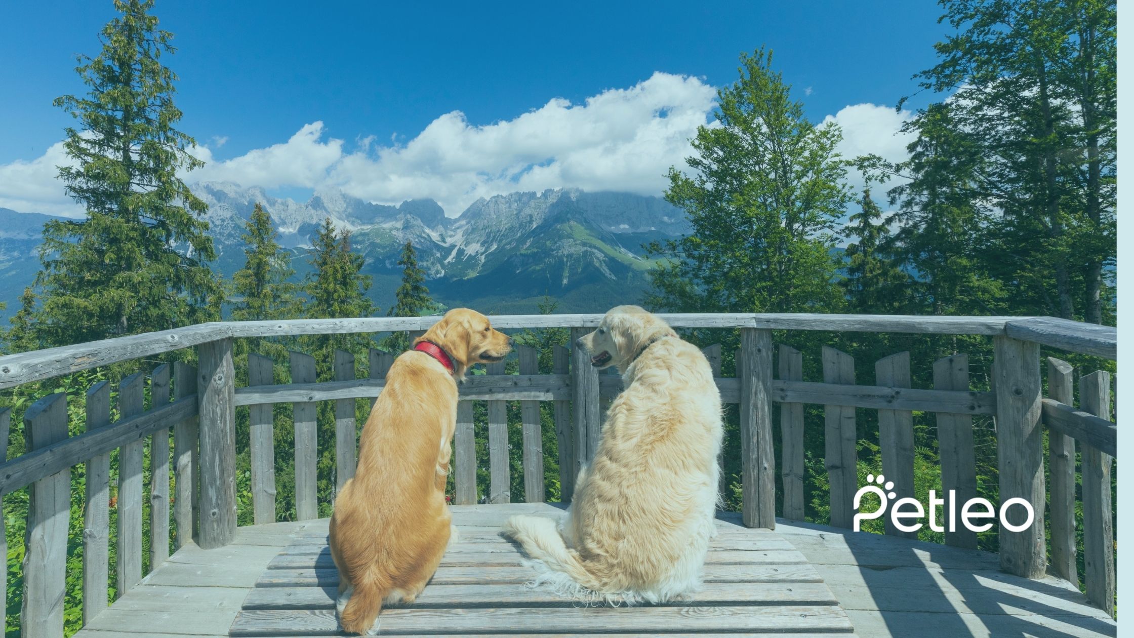 two dogs looking at each other on holiday in the alps