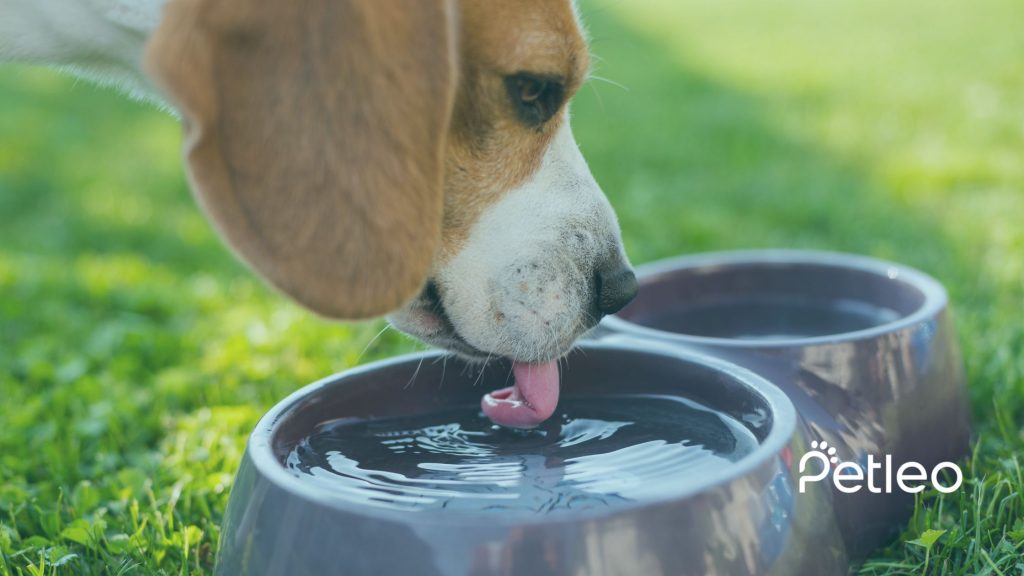 a beagle dog drink water from a cup